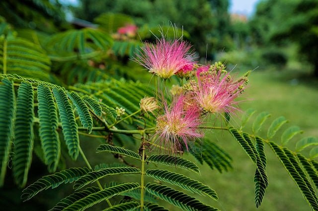 Acacia de Constantinopla Rosea - Albizia julibrissim Rosea - El Nou Garden