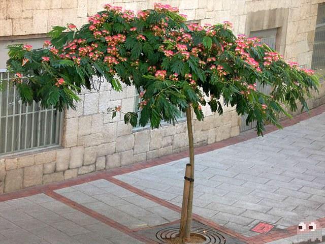 Acacia de Constantinopla Rosea - Albizia julibrissim Rosea - El Nou Garden