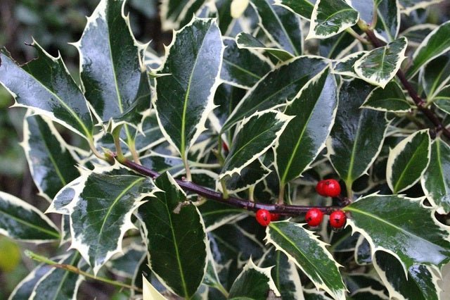 Acebo común Handsworth New Silver - Ilex aquifolium - El Nou Garden
