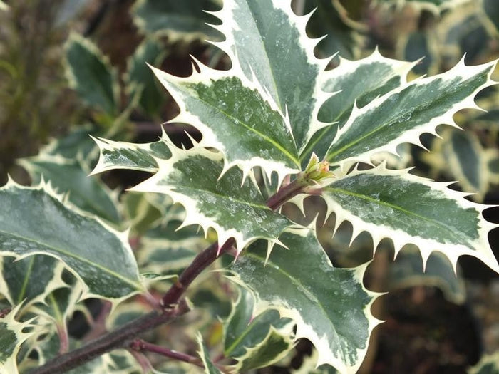 Acebo común Handsworth New Silver - Ilex aquifolium - El Nou Garden