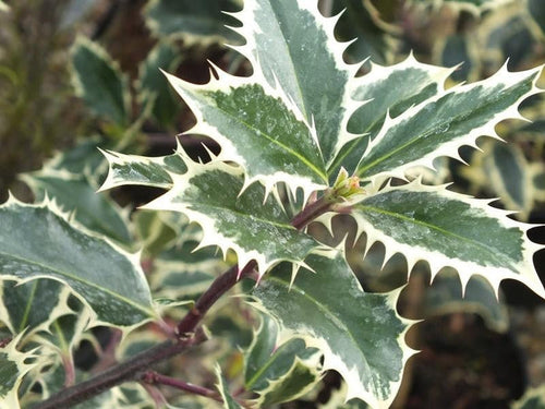 Acebo común Handsworth New Silver - Ilex aquifolium - El Nou Garden