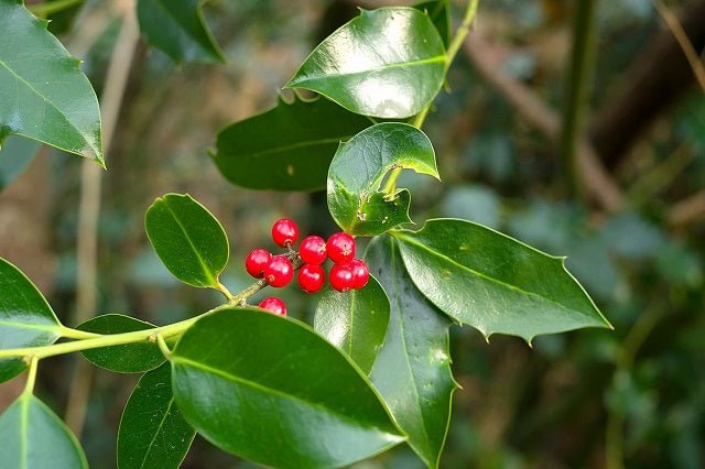 Acebo común J. C. van Tol - Ilex aquifolium - El Nou Garden
