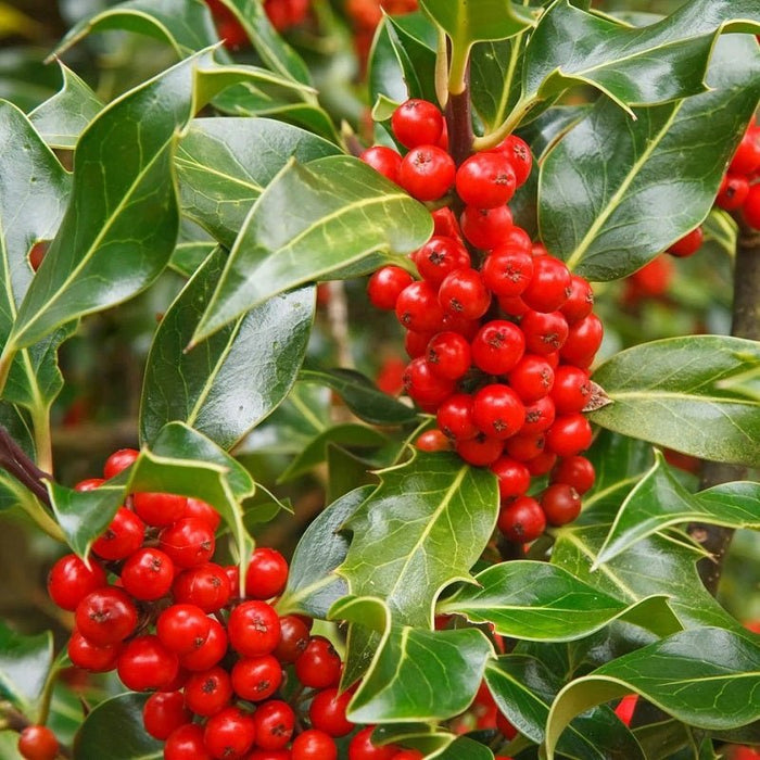 Acebo común J. C. van Tol - Ilex aquifolium - El Nou Garden