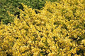 Acebo japonés Golden Gem - Ilex crenata - El Nou Garden