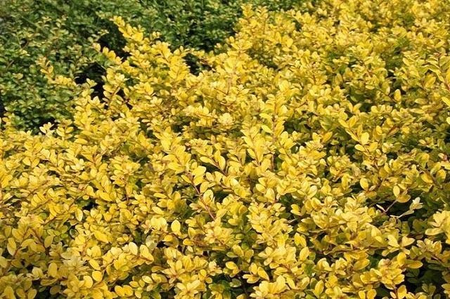 Acebo japonés Golden Gem - Ilex crenata - El Nou Garden