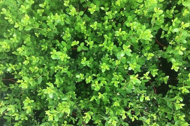 Acebo japonés Green Hedge - Ilex crenata - El Nou Garden
