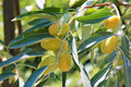 Acebuche - Olea europaea L. var. sylvestris - El Nou Garden