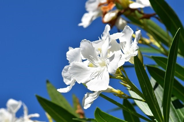 Adelfa - Nerium oleander - El Nou Garden