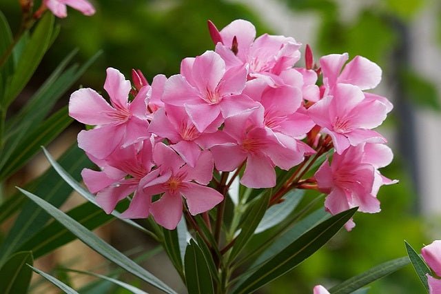 Adelfa - Nerium oleander - El Nou Garden