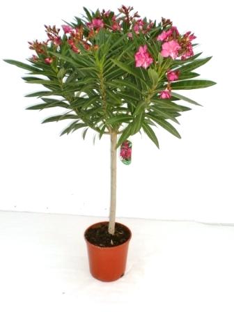 Adelfa - Nerium oleander - El Nou Garden