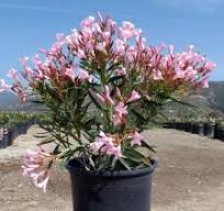 Adelfa - Nerium oleander - El Nou Garden