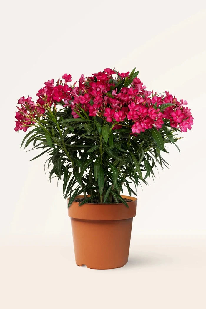 Adelfa - Nerium oleander - El Nou Garden