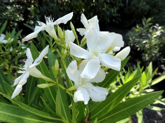 Adelfa - Nerium oleander - El Nou Garden