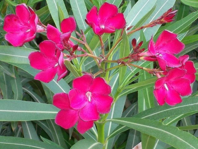 Adelfa - Nerium oleander - El Nou Garden