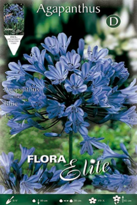 Agapanto azul - Agapanthus africanus - Bulbos - El Nou Garden