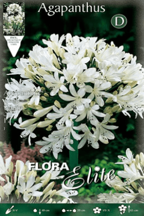 Agapanto blanco - Agapanthus africanus - Bulbos - El Nou Garden