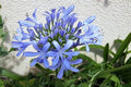 Agapanto Lilliput - Agapanthus africanus - El Nou Garden