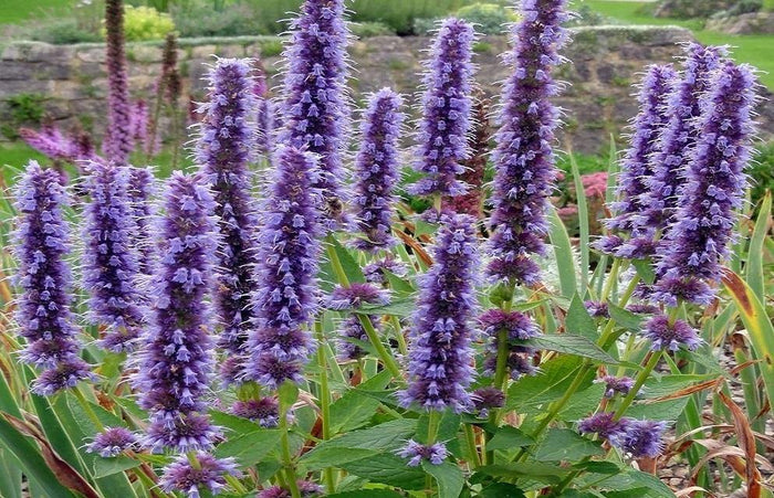 Agastache - Agastache astromontana - El Nou Garden