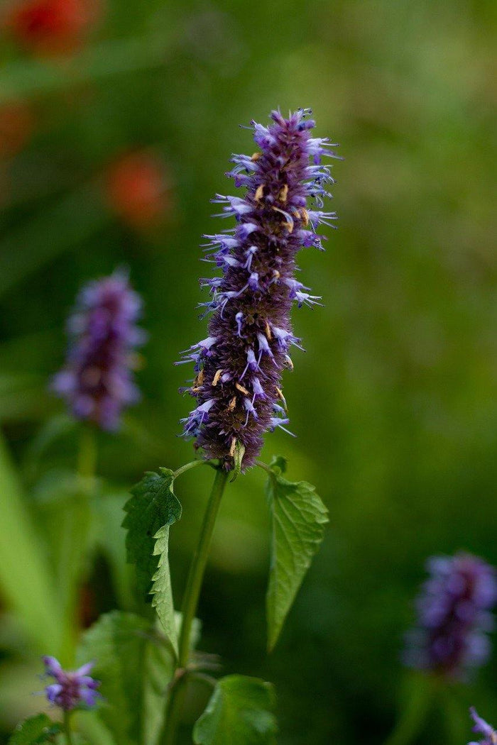 Agastache - Agastache astromontana - El Nou Garden