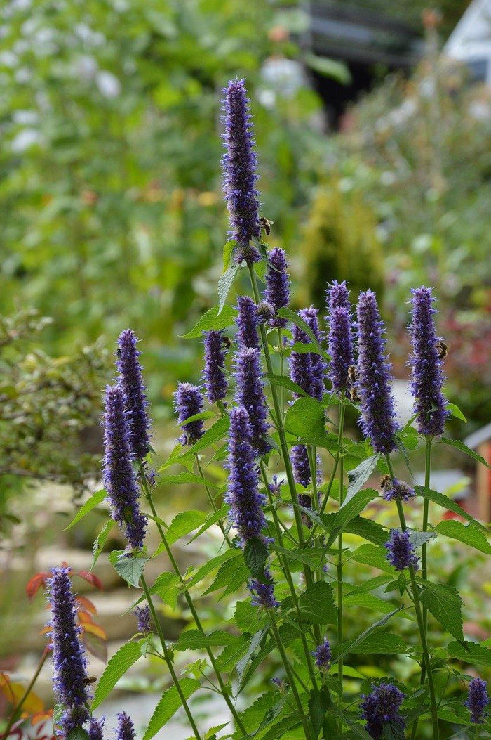 Agastache - Agastache astromontana - El Nou Garden