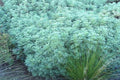 Ajenjo de montaña Powis Castle - Artemisia arborescens - El Nou Garden