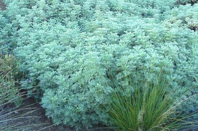Ajenjo de montaña Powis Castle - Artemisia arborescens - El Nou Garden