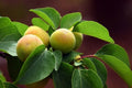 Albaricoquero enano Golden Aprigold - Prunus armeniaca - El Nou Garden