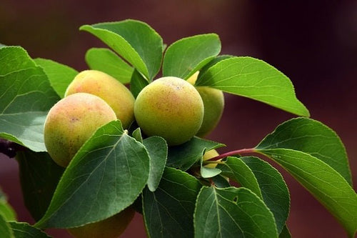 Albaricoquero enano Golden Aprigold - Prunus armeniaca - El Nou Garden