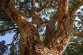 Alcornoque - Quercus suber - El Nou Garden
