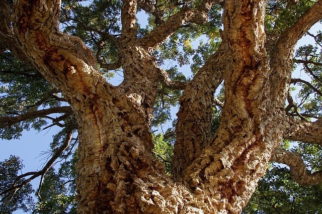 Alcornoque - Quercus suber - El Nou Garden