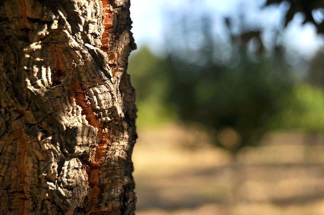 Alcornoque - Quercus suber - El Nou Garden