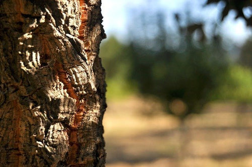 Alcornoque - Quercus suber - El Nou Garden