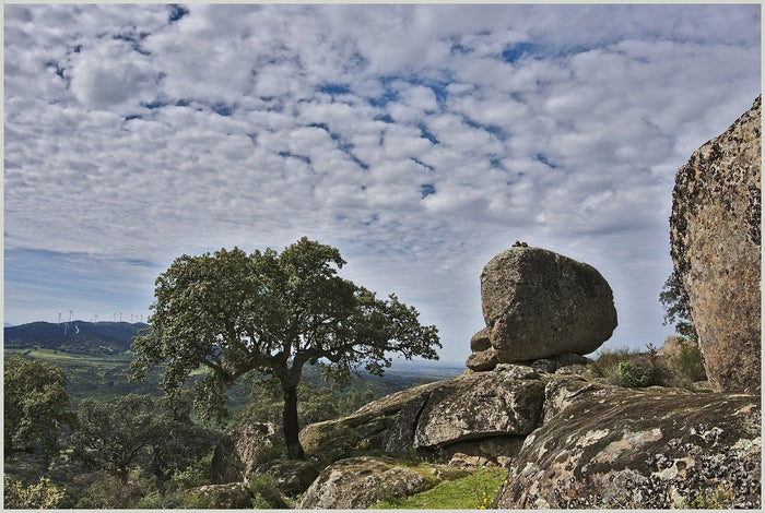 Alcornoque - Quercus suber - El Nou Garden
