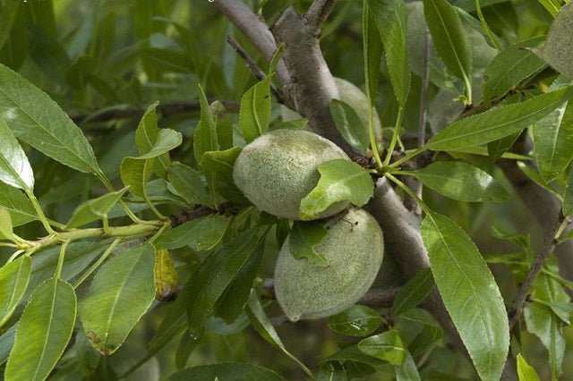 Almendro Masbovera - Prunus dulcis - El Nou Garden