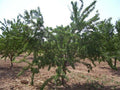 Almendro Masbovera - Prunus dulcis - El Nou Garden