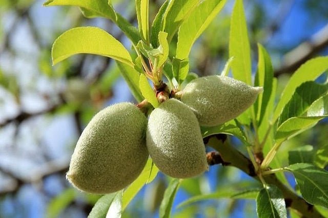 Almendro Molini - Prunus dulcis - El Nou Garden