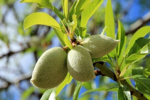 Almendro Molini - Prunus dulcis - El Nou Garden