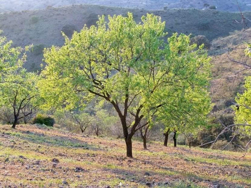 Almendro Molini - Prunus dulcis - El Nou Garden