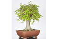 Almez - Celtis australis - Bonsai - El Nou Garden