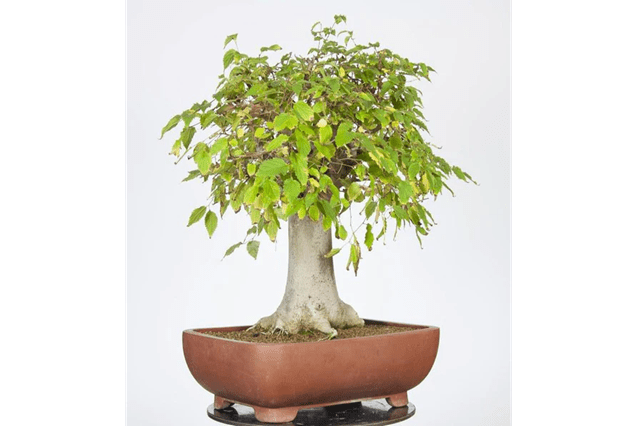 Almez - Celtis australis - Bonsai - El Nou Garden