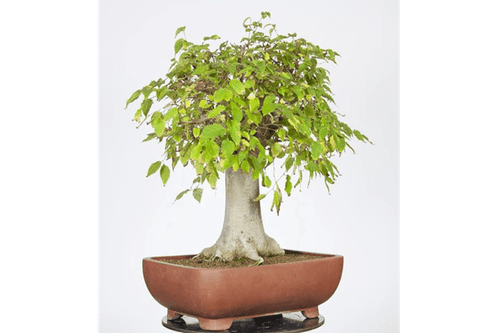Almez - Celtis australis - Bonsai - El Nou Garden