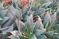 Aloe coral - Aloe striata - El Nou Garden