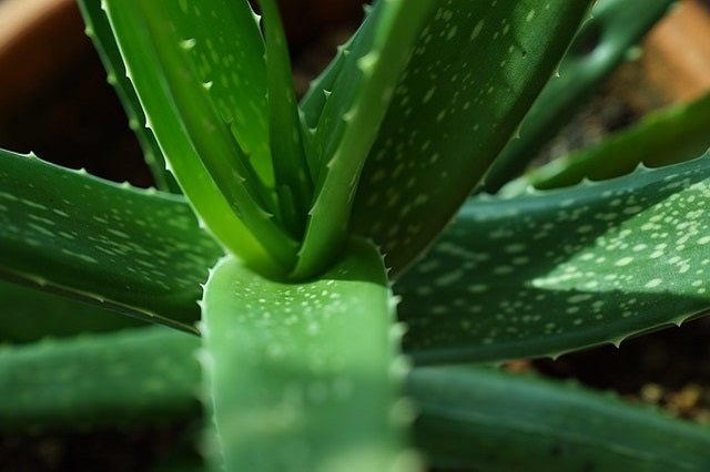 Aloe vera - El Nou Garden