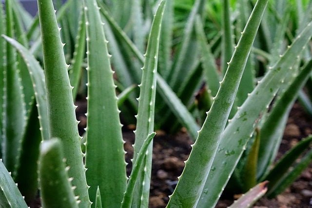 Aloe vera - El Nou Garden