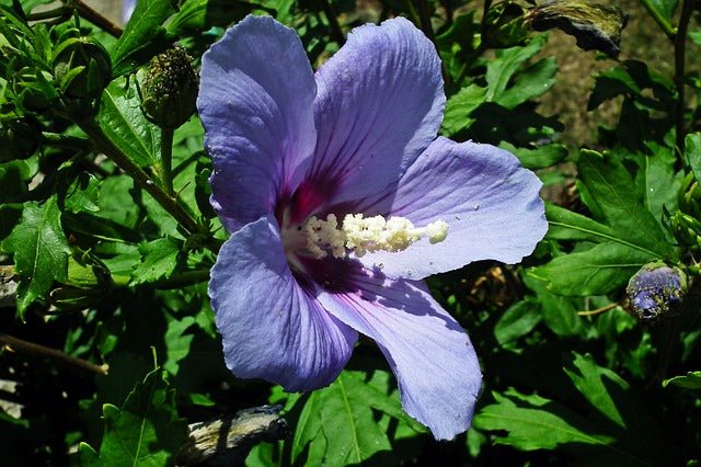 Altea Marina - Hibiscus syriacus - El Nou Garden