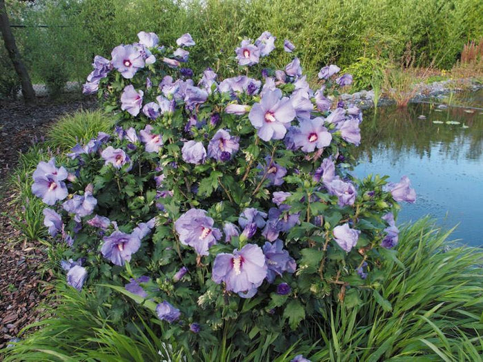Altea Marina - Hibiscus syriacus - El Nou Garden