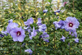 Altea Oiseau Bleu - Hibiscus syriacus - El Nou Garden