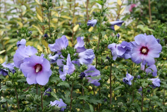 Altea Oiseau Bleu - Hibiscus syriacus - El Nou Garden