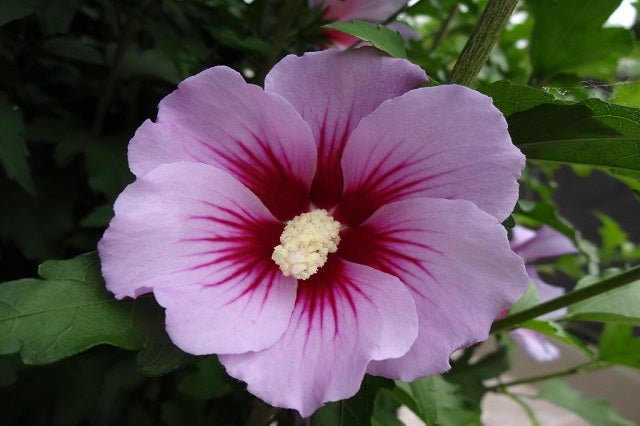 Altea Pink Giant - Hibiscus syriacus - El Nou Garden