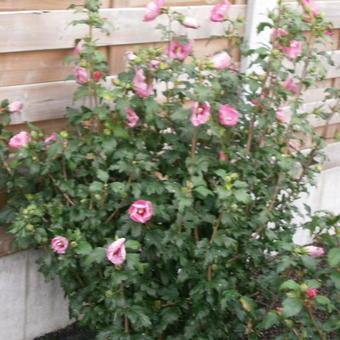 Altea Pink Giant - Hibiscus syriacus - El Nou Garden